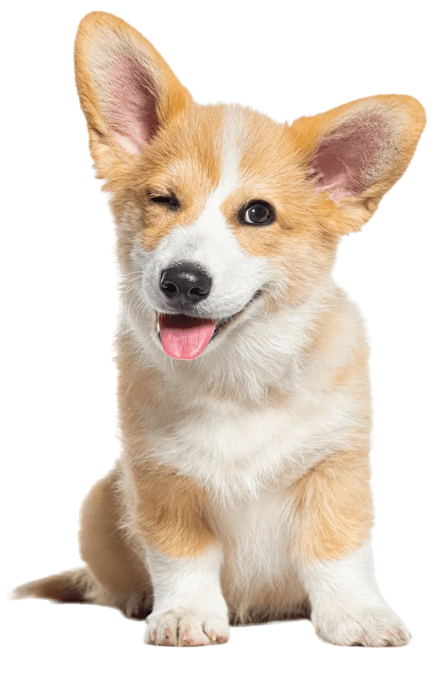 pet insurance banner