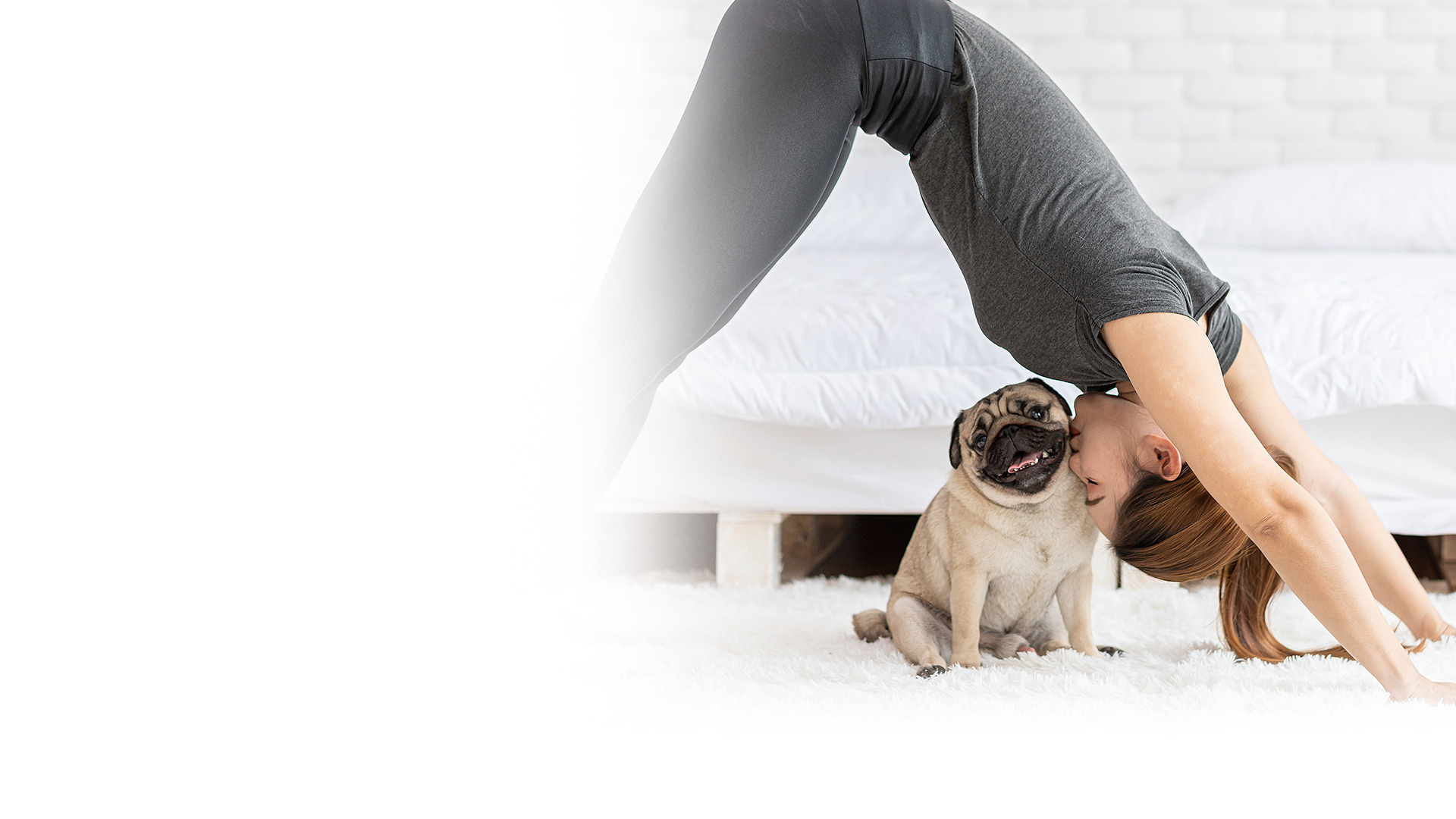 Pet Insurance Solutions Igloo Insure